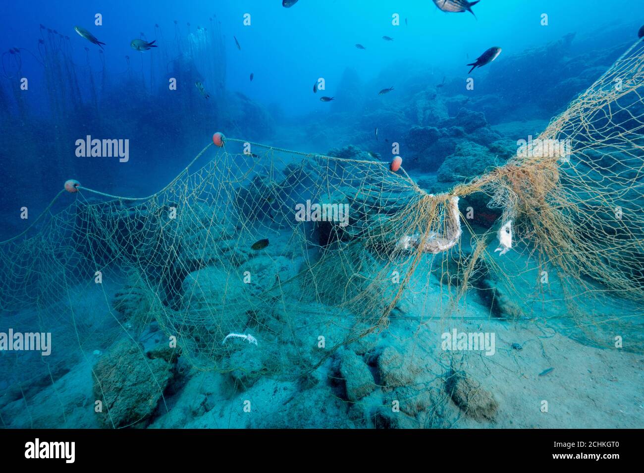 Fische werden in der Gokova Bay Marine Protected Area Türkei von Geisterfischernetz verwickelt. Stockfoto