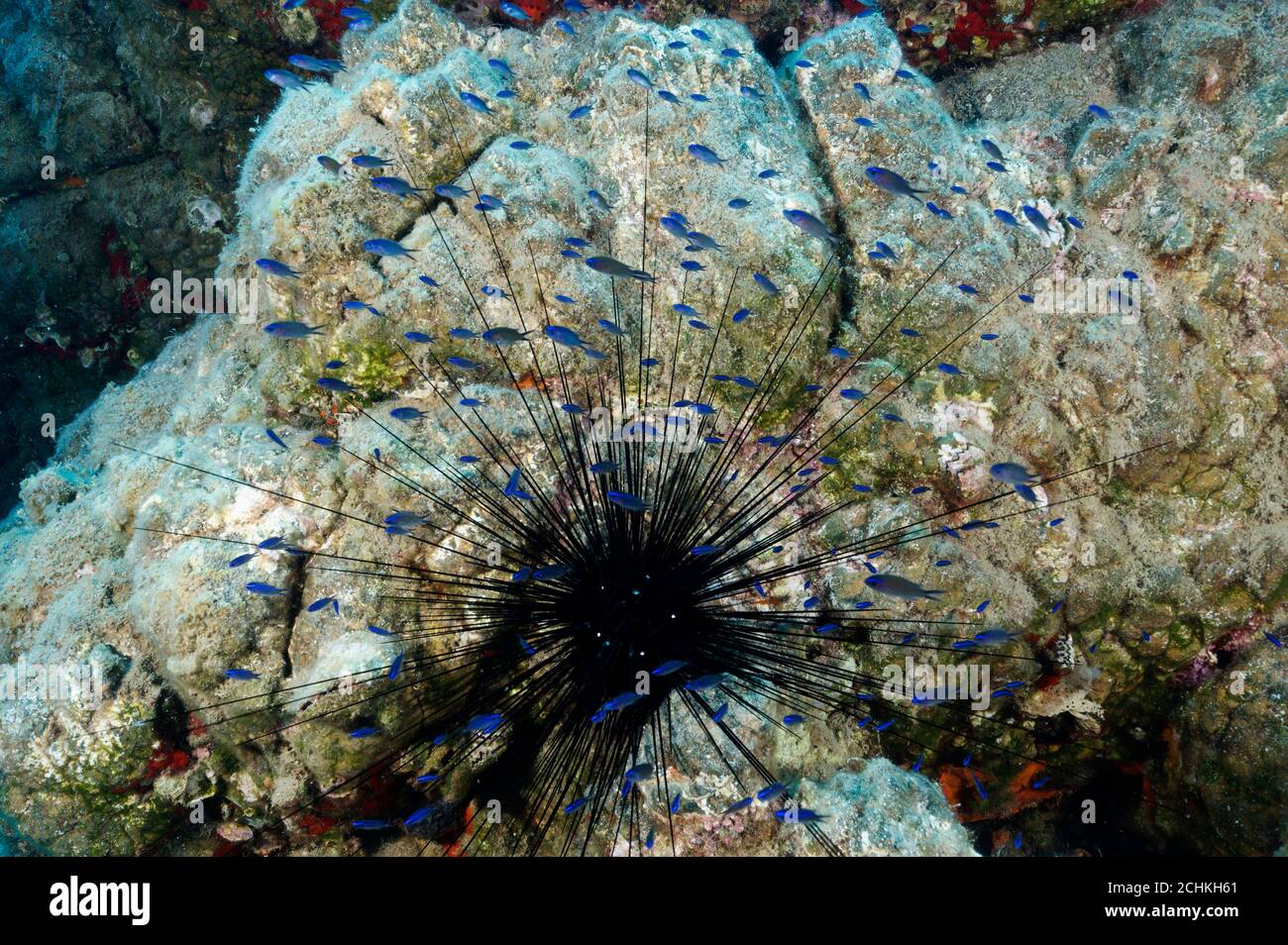 Invasive Arten von langen Wirbelsäule Seeigel, Diadema setosum, mit juvenilen Chromis chromis Fische Schutz Gokova Bay Türkei Stockfoto
