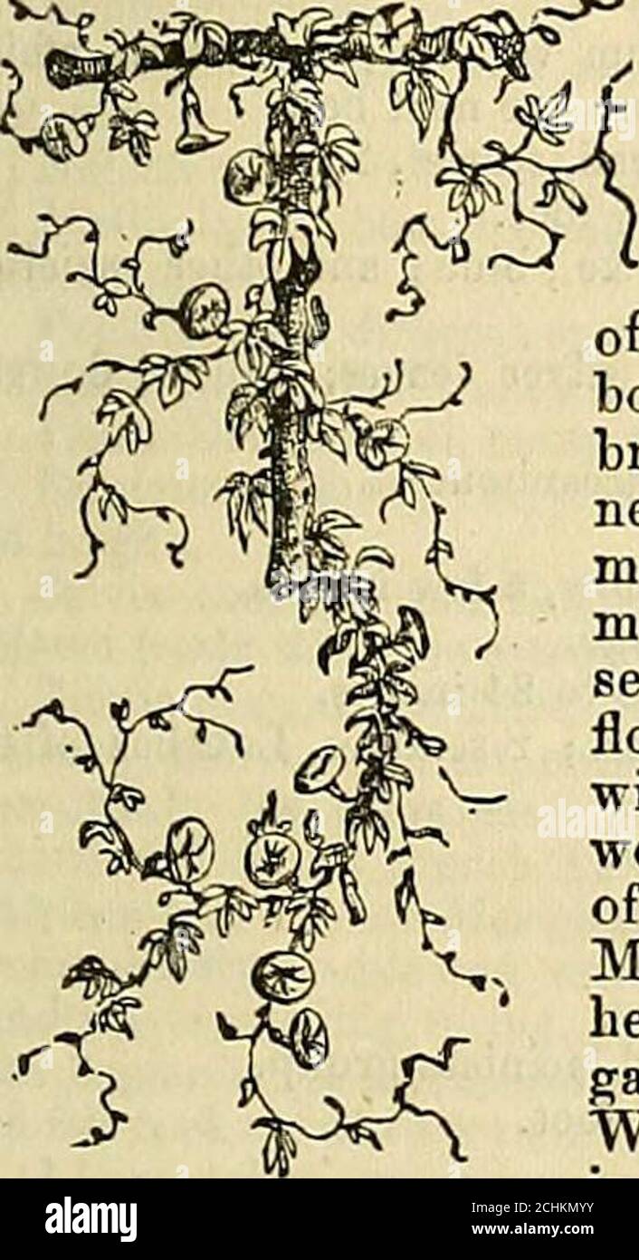 . Das Journal für Gartenbau, Landgärtner und Landmänner . WThFSSonM 5.-11. MAI 1863. Speedwell-Blumen. J. Conner starb am 1790. B. Wiese Orchis. Lavoisier, Guillotined, 1794. Hardy Orchis. Aufhebung Sonntag. T. A. Knight starb, 1838. G. Wetter in der Nähe von London im Jahr 1862. Barometer. Thermom. Wind. f^„ 29.932 – 29.92230.043 – 29.89429.919 – 29.73529.888 – 29.78229.636-29.48129.634 – 29.58229.686-29.588 Grad.79 – 5284-5261-4465-4364 – 4465 – 4062-43 8.N.W.S.W.S.W.S.W.S.W. W. W. W. .46.80.60.31.10.04 Sonnenaufgänge. m. h. 27af4 Sonne untergeht. m. h.26af7 Mond auf und untergeht m. h,12 108 1154 11morn.30 059 023 1 MoonsAlter. 171819 Stockfoto