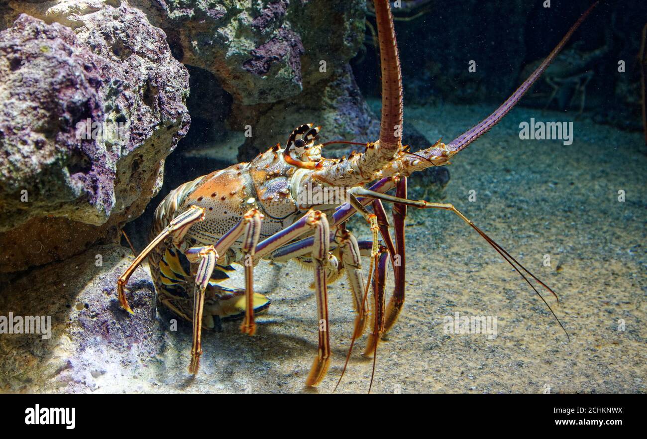 Karibischer Languste; Nahaufnahme; Panulirus argus; farbenfrohe Meerestiere, Tierwelt, Bermuda Aquarium Museum & Zoo; Flatts Village; Bermuda Stockfoto