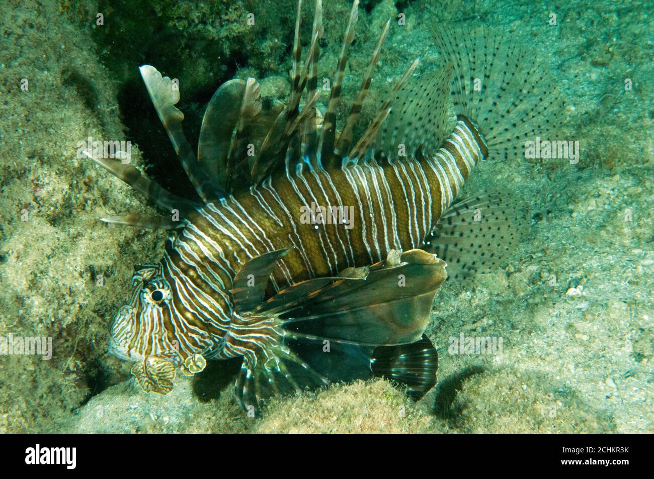 Invasive Löwenfische, Pterois volitans, in Kas Antalya Türkei Stockfoto