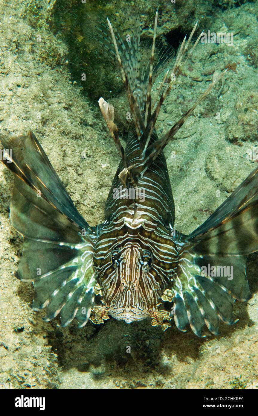 Invasive Löwenfische, Pterois volitans, in Kas Antalya Türkei Stockfoto