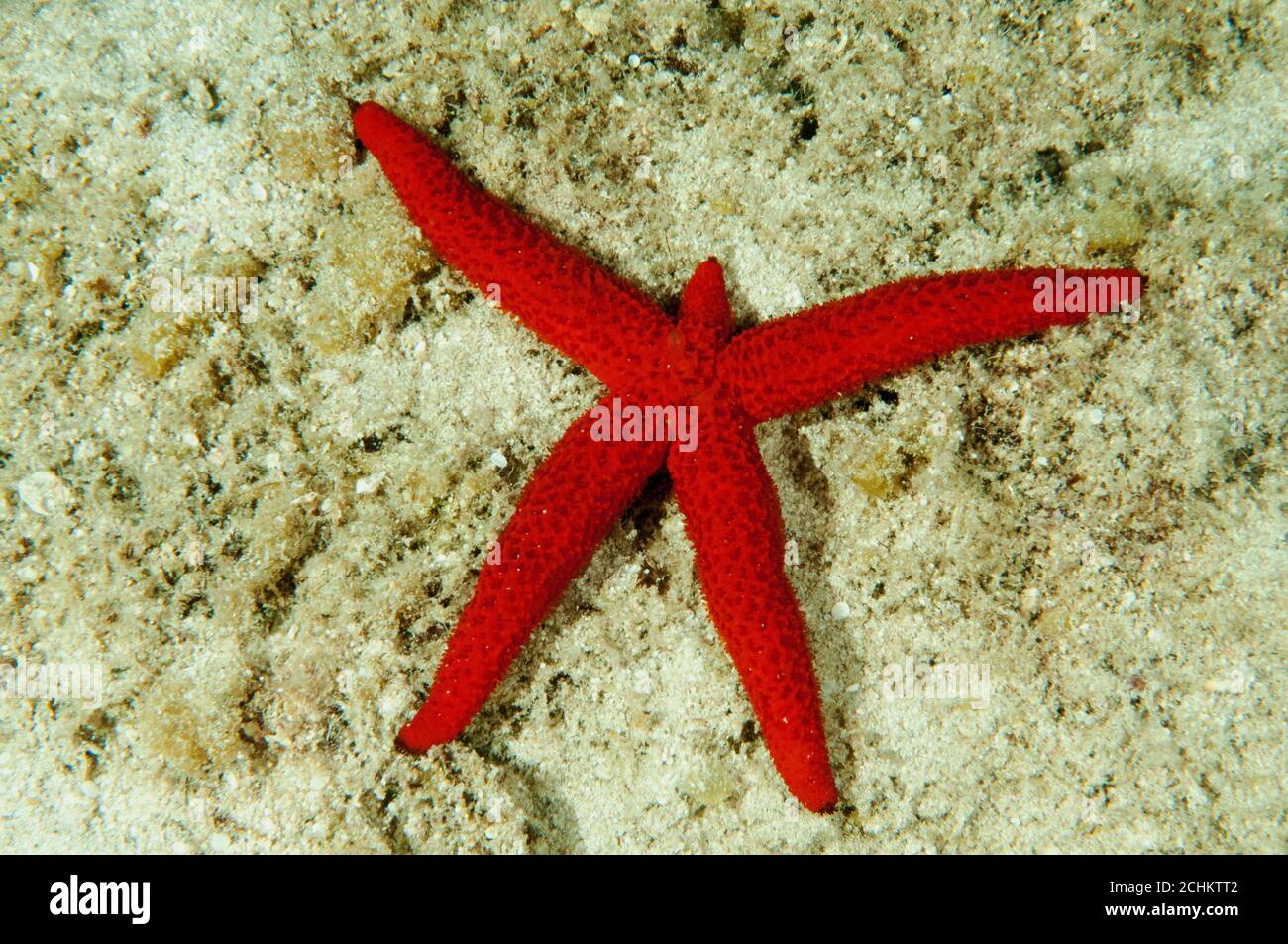 Mediterraner roter Startfisch, Echinaster sepositus, regenerierender fehlender Arm, Kas Türkei Stockfoto