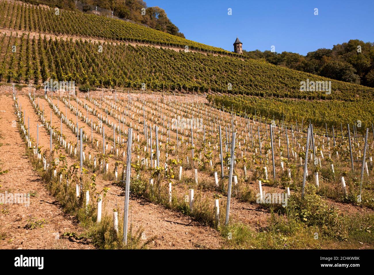 Weinbau am Drachenfels zwischen Königswinter und Bad Honnef, junge Weinrebe, Nordrhein-Westfalen, Deutschland. Weinanbau am Drachenfels Stockfoto