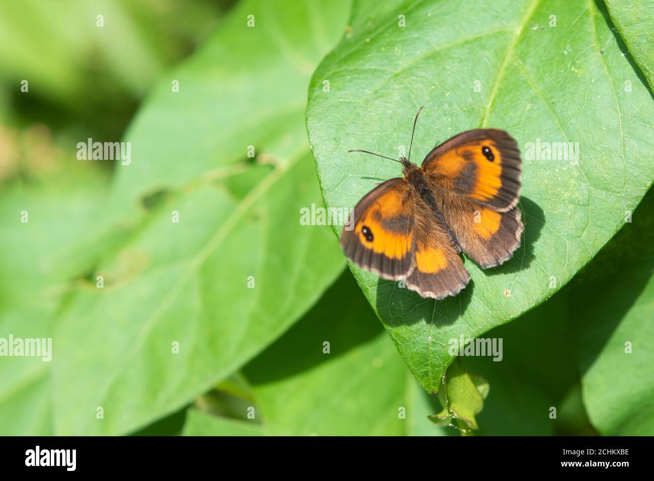 Gatekeeper Butterfly Auf Grünem Blatt. Stockfoto