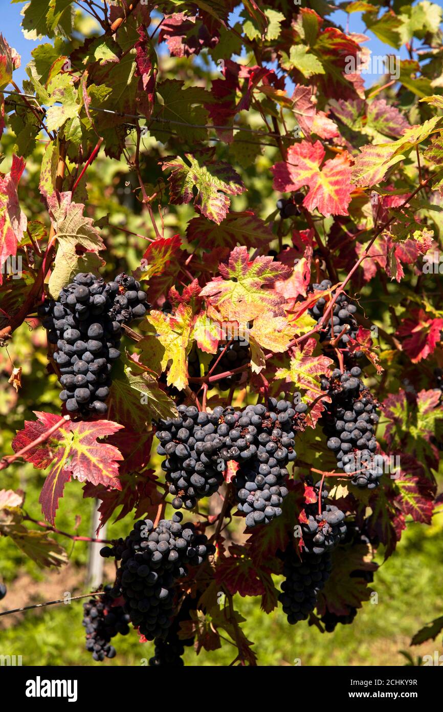 Weinbau am Drachenfels zwischen Königswinter und Bad Honnef, Rotweintrauben, Nordrhein-Westfalen, Deutschland. Weinanbau am Drachenfels Stockfoto