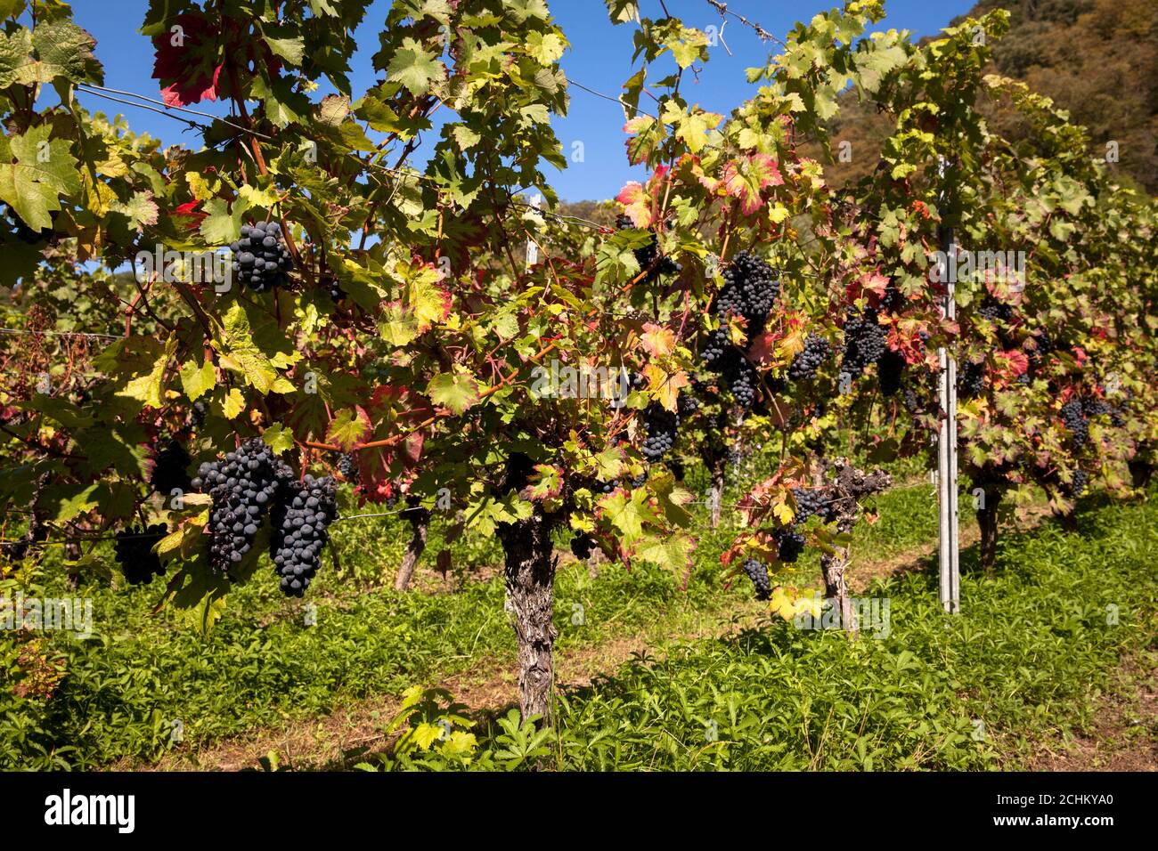 Weinbau am Drachenfels zwischen Königswinter und Bad Honnef, Rotweintrauben, Nordrhein-Westfalen, Deutschland. Weinanbau am Drachenfels Stockfoto