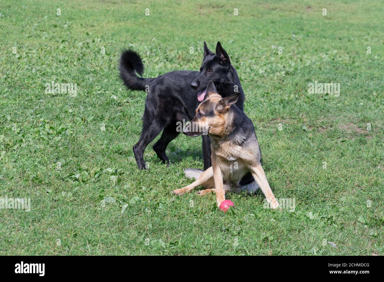 Nette deutsche Schäferhund Welpen und osteuropäische Schäferhund Welpen im Sommerpark. Haustiere. Reinrassig. Stockfoto
