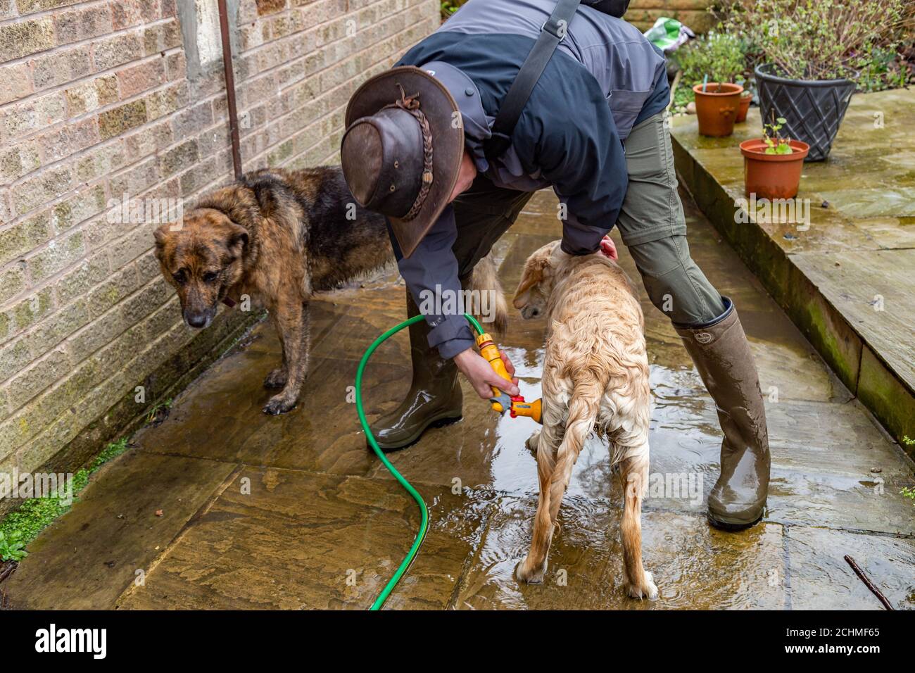 Ein Hundebesitzer schürt seine schlammigen Hunde nach einem Spaziergang herunter. Stockfoto
