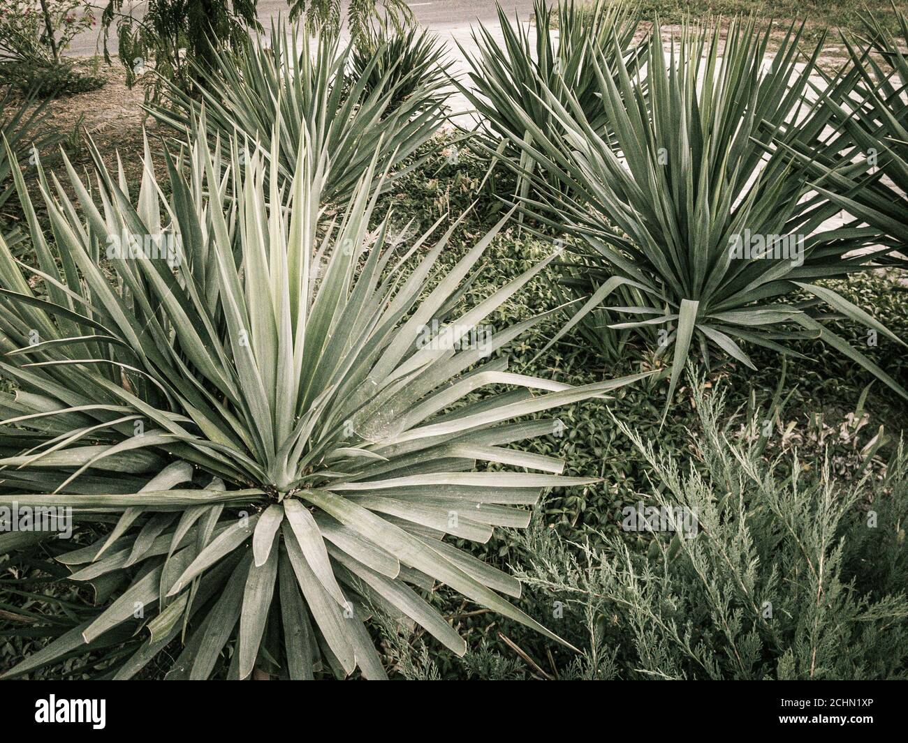 Jungpflanzen die Yucca (Agaven) Stockfoto