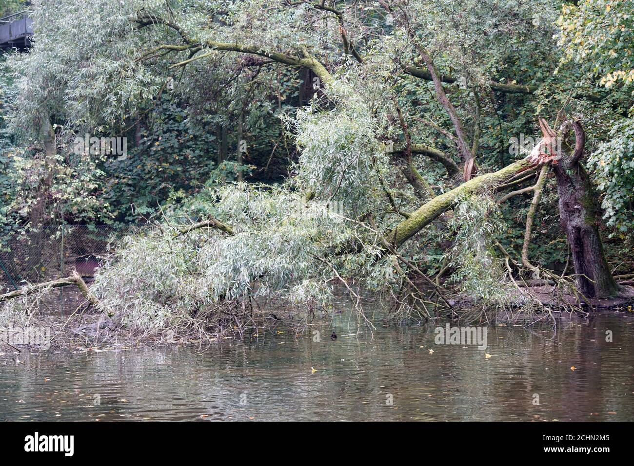 Der Baum wurde in zwei Hälften geschnitten und fiel auf einen See hinein Ein Wald Stockfoto