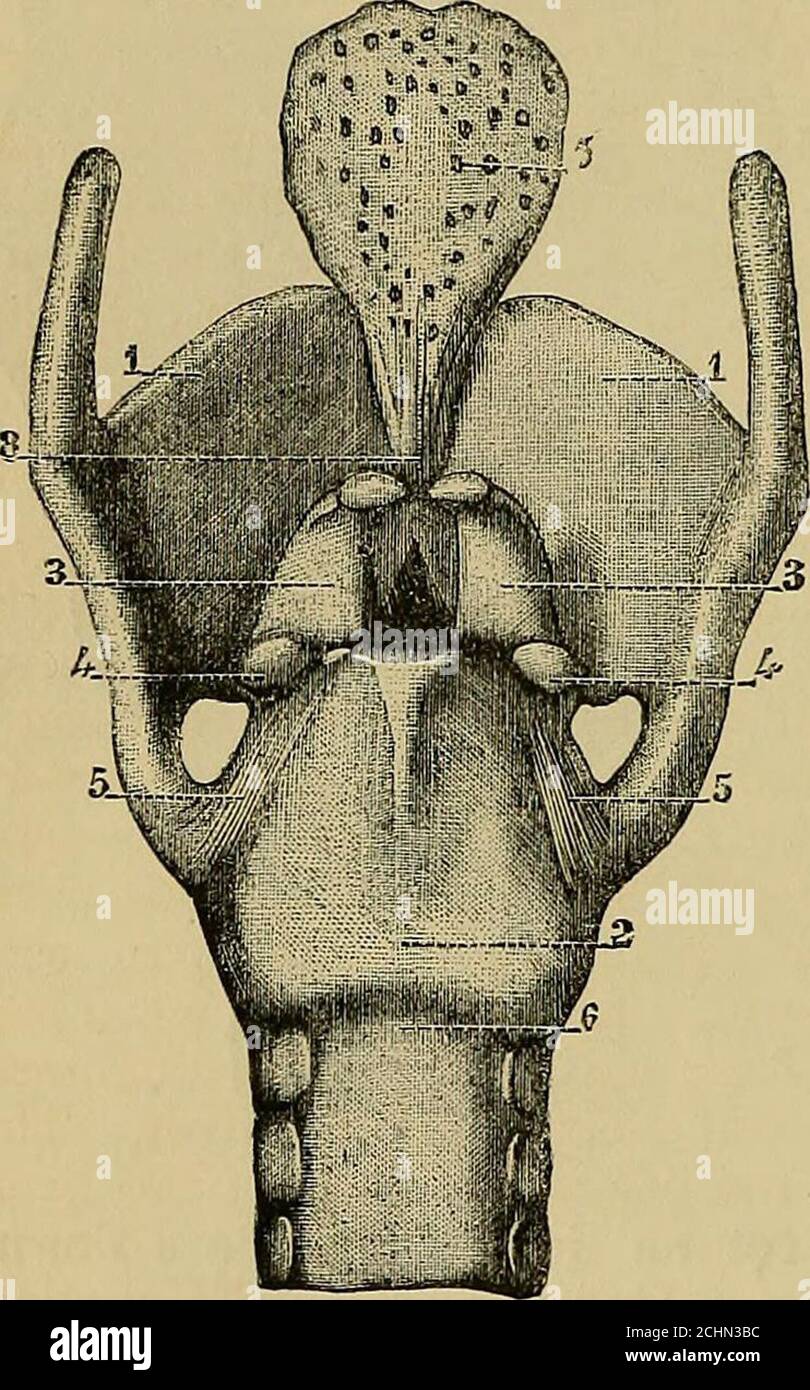 . Quains Elemente der Anatomie . trennt dieanterior von der posterioren Oberfläche, ist schräg. Die lase jedes Arytenoidknorpels ist leicht ausgehöhlt, wobei in Richtung seines äußeren Teils eine glatte Oberfläche für die Artikulation mit dem Cricoidknorpel vorhanden ist. Zwei seiner Winkel sind bemerkenswert hervorstechend, nämlich ein äußerer, kurzer und gerundeter, der nach hinten und nach außen ragt, in den die hintere und die laterale crico-arytenoide Muskulatur {muskulär ^wocess) eingesteckt sind; der andere ajiterior, der spitzer ist, und bildet eine horizontale Projektion nach vorne, zu der die entsprechende wahre Stimmschnur steht Stockfoto