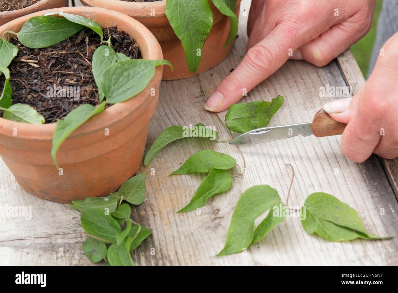 Stecklinge von Clematis Pflanzen über einem Blattknoten nehmen. VEREINIGTES KÖNIGREICH Stockfoto