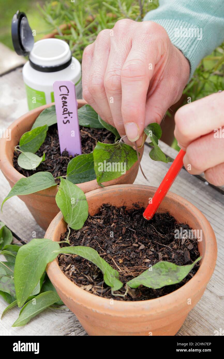 Fortpflanzung durch Stecklinge. Platzieren Clematis Blume Stecklinge um den Rand eines Topfes zu unterstützen Verwurzelung. VEREINIGTES KÖNIGREICH Stockfoto