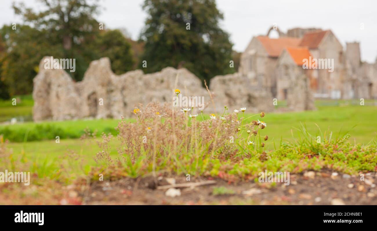 Britain's Heritage Concept - Wildblumen wachsen entlang Mauern von alten Ruinen in Castle Acre Priorat, Norfolk, Großbritannien. Hintergrundunschärfe Stockfoto