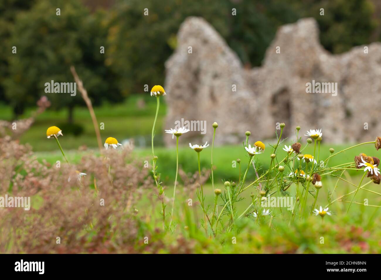 Britain's Heritage Concept - Wildblumen wachsen entlang Mauern von antiken Monument, Castle Acre Priory, Norfolk, Großbritannien. Hintergrundunschärfe Stockfoto