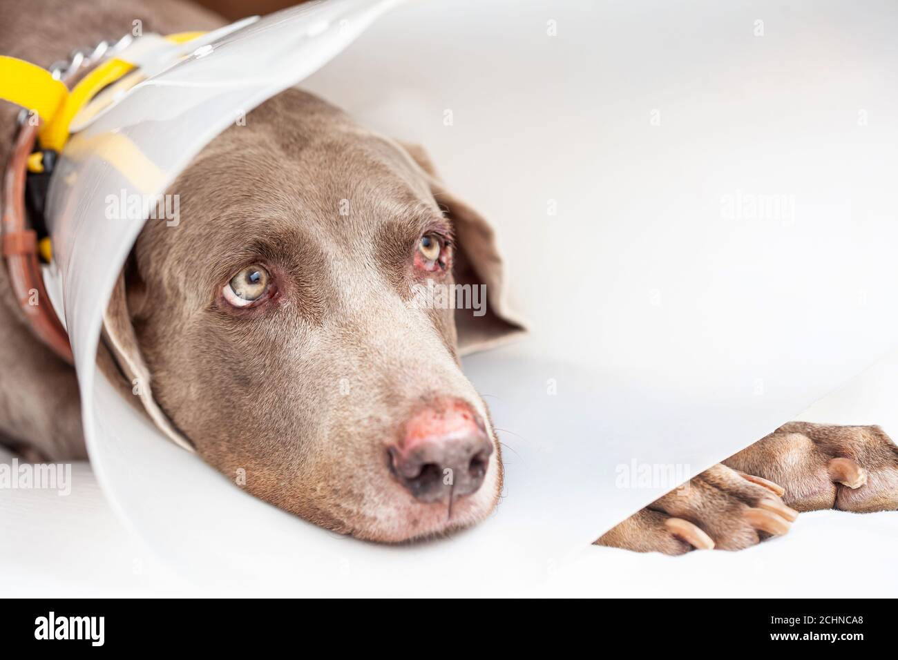 Weimaraner Hund trägt einen Kunststoff elizabethan (Buster) Kragen zu Hause Stockfoto