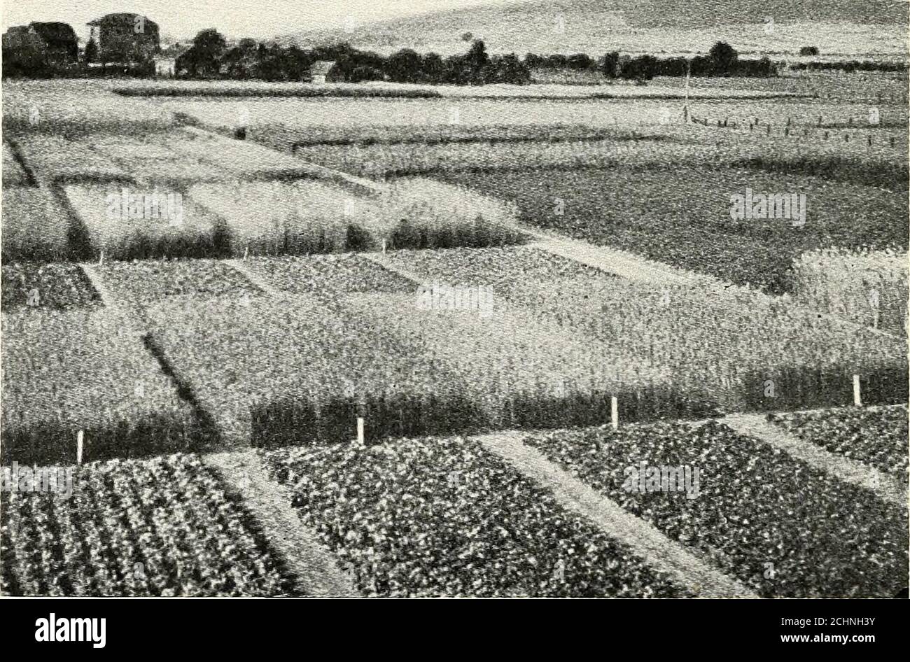 . Prinzipien der landwirtschaftlichen Chemie [Mikroform] . Phosphat wird durch das Bodenwasser gelöst, in Kontakt mit Eisen-und Aluminiumoxide gebracht und vereint mit diesen zu Phos-^ Bureau of Soils, Bulletin, 41. Che;micai, ändert 243 Phaten. Wenn auch Calciumcarbonat vorhanden ist, wird die Verteilung der Phosphorsäure durch die quantitative Beziehung zwischen den Fixiermaterialien verändert, und die Veränderung zu Eisen und Aluminiumphosphaten kann reduziert oder sogar umgekehrt werden. Auf der anderen Seite kann zerfallendes pflanzliches Material mit der Produktion von mehr Lösebodie zu Eisenphosphaten reduzieren Stockfoto