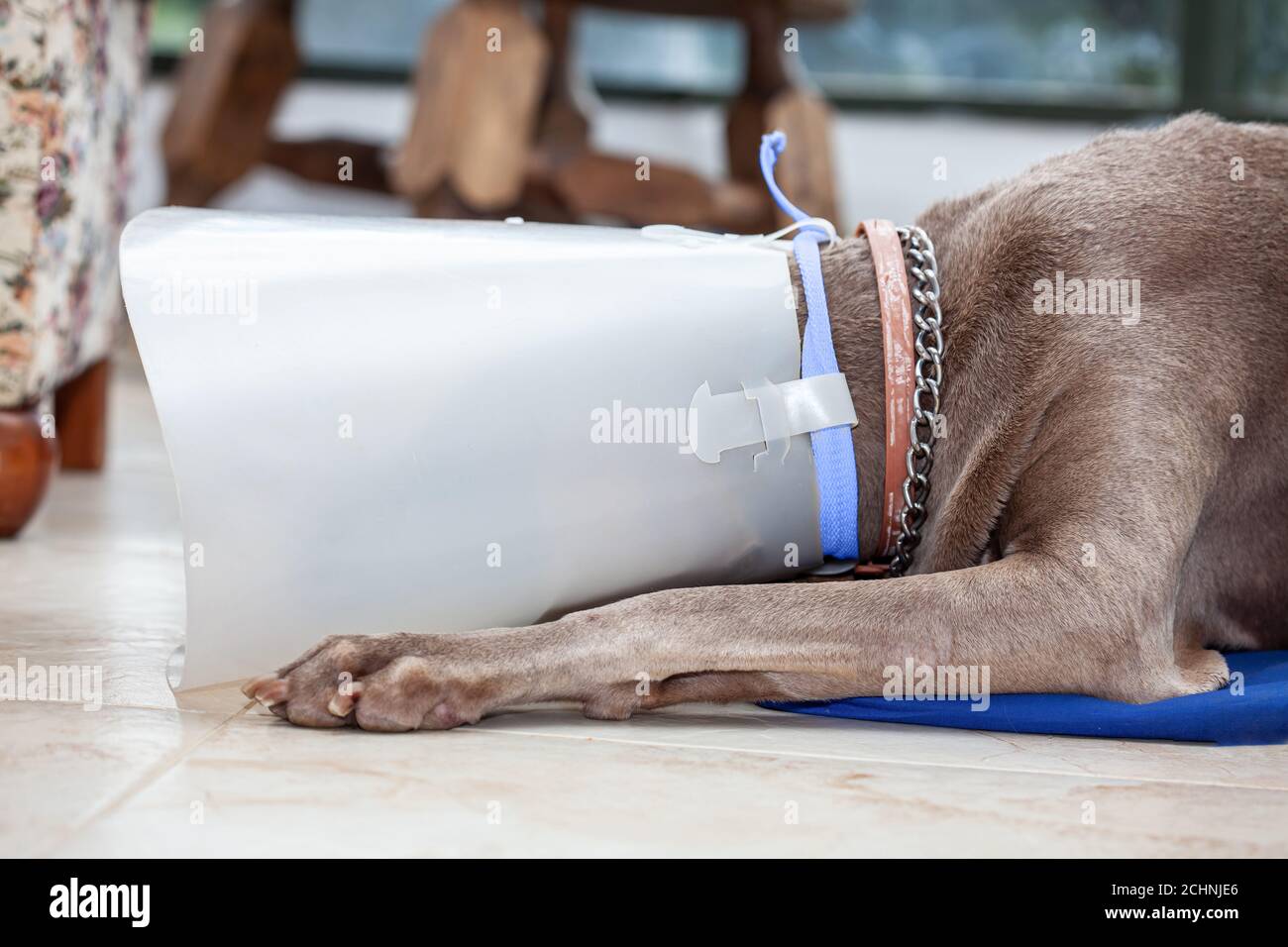 Weimaraner Hund trägt einen Kunststoff elizabethan (Buster) Kragen zu Hause Stockfoto