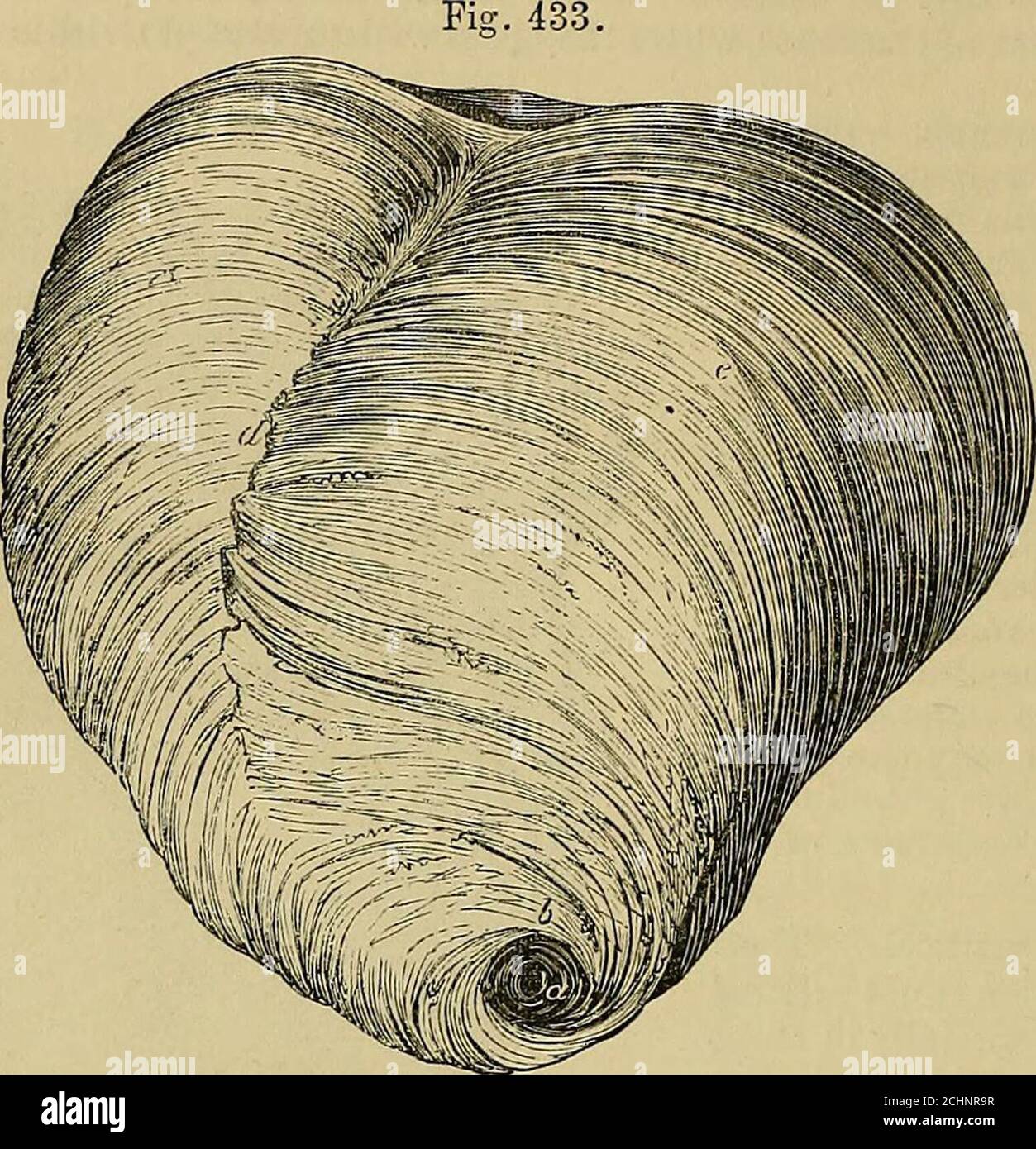 . Quains Elemente der Anatomie . 496 DER HEAET. Der Innenraum. Es ist gedacht worden, daß eine ähnliche Kontinuität die Regel atthe Basis des Herzens auch war, und daß wenige, wenn irgendwelche der Bündel an thetendinous Ringe befestigt werden. Aber obwohl es stimmt, dass sich einige Bündel bei den aurikulo-ventrikulären Öffnungen drehen können, ist dies keineswegs allgemein, Und die meisten der muskulären Fasciculi muss beschrieben werden, wie an den Faser-und Fibro-Knorpelaginoiis Strukturen an der Basis befestigt werden, entweder direkt oder durch das Medium der thechordaj tendinea3 und Segmente der Ventile.. Abb. 433. – Oberflächenfasern der Stockfoto