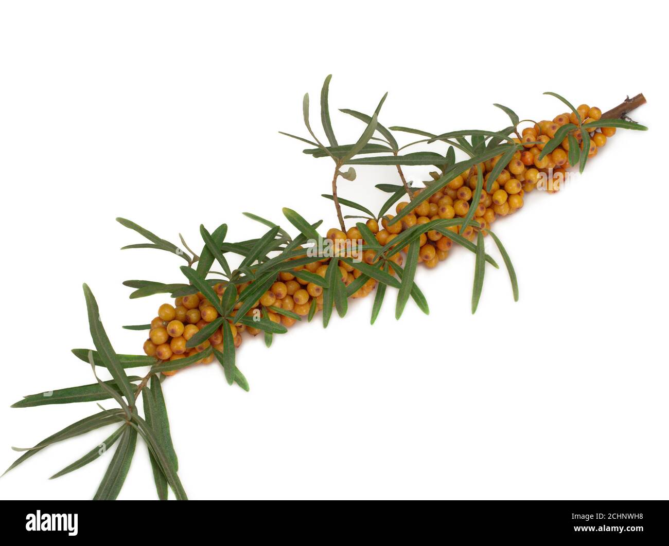 Sanddorn-Beeren Stockfoto