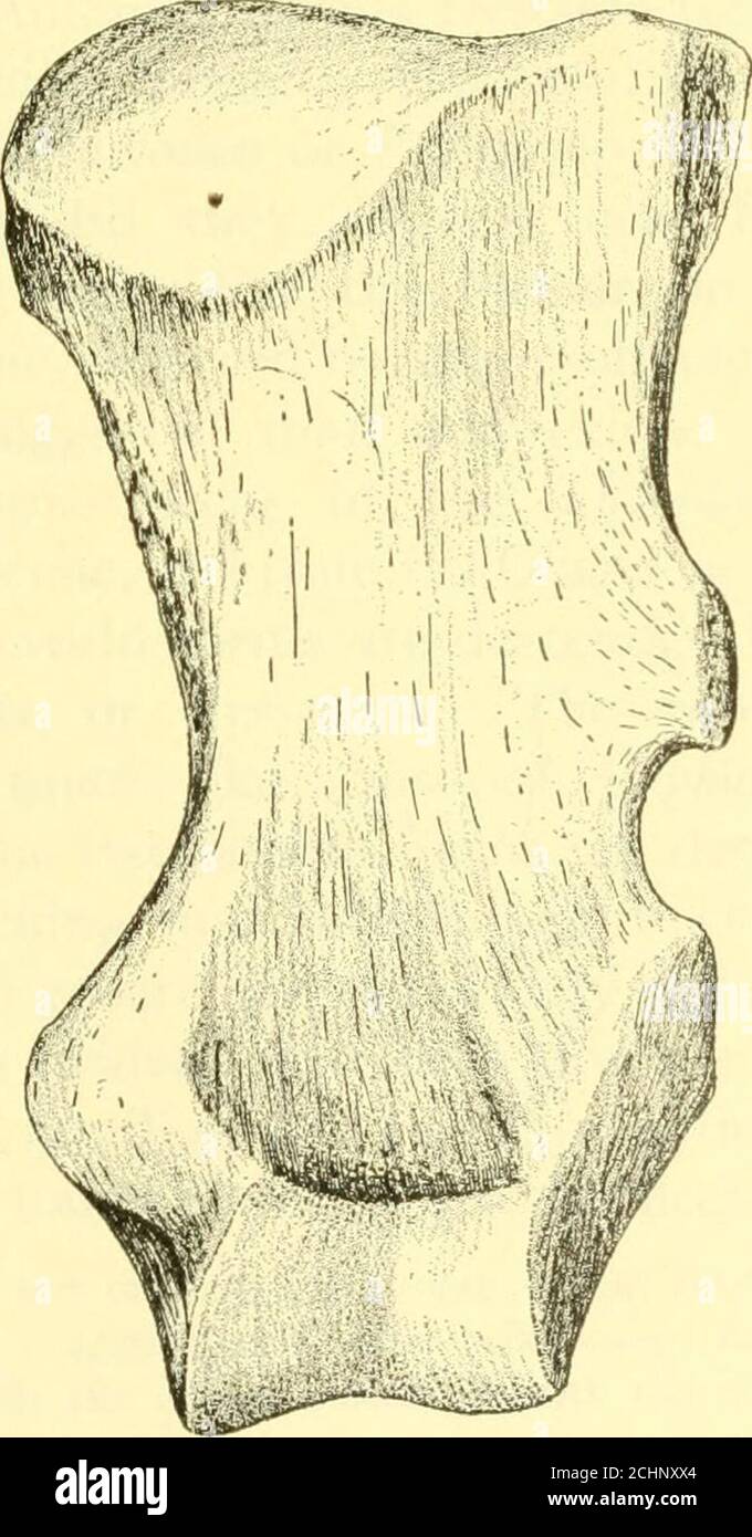 . Die Deseado-Formation von Patagonien. Abb. 116. IVxis – i/s natürlicher Vater, frontview.. Abb. 117. Vordere Oberarmseite – 1/5 Nat-ural-Größe. 184 DIE DESEADO-FORMATION VON PATAGONIEN für den Hinterleib T geben einige der Figuren, die Gaudrygibt, die seine Ilhistrationen des hinterleibs hmb begleiten. Oberschenkel, Länge 630 mm. Femur, größter proximaler Durchmesser 240 mm. Oberschenkel, distaler Durchmesser 170 mm. Schienbein, Länge 370 mm. Tibia, größter proximaler Durchmesser 164 mm. Tibia, größter distaler Durchmesser 114 mm. Astragalus, antero-posteriorer Tliam. 123 mm. Astragulus, transversaler Durchm. 114 mm. Astragulus, Höhe 65 mm. C Stockfoto