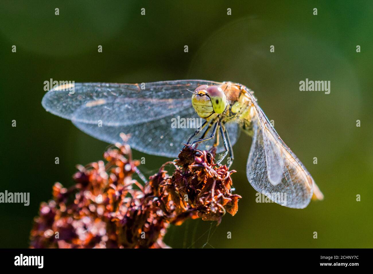 Eine weibliche gemeine Darter im Sommersonnenschein in Mitte Wales Stockfoto