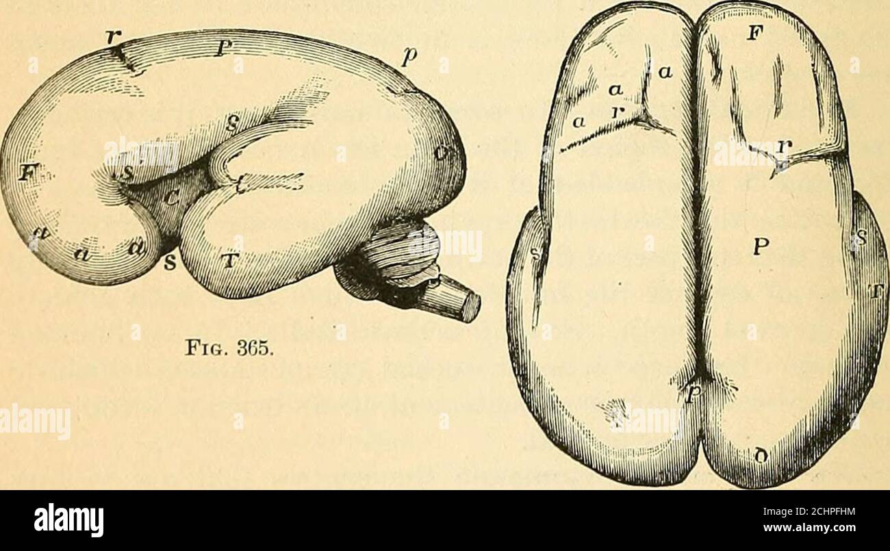 . Ein Lehrbuch der vergleichenden Physiologie für Studenten und Praktiker der vergleichenden (Veterinär-)Medizin . Abb. 364. – Vertikaler Längsschnitt des Gehirns des menschlichen Embryos von vierzehn Wochen.1x3. (Nach Sharpey und Reichert.) c, zerebrale Hemisphäre; cc, corpus callosumbeginning to Pass back; /, Foramen von Munro; p, Membran über dritten Ventrikel und der Zirbelkörper; th, Thalamus; 3, dritten Ventrikel; /. Olfaktorische Glühbirne; cq, corporaquadrigemina; cr, crura cerebri, und über ihnen, Aquädukt von Sylvius, noch breit;c, Kleinhirn, und unter ihm die vierte Ventrikel; jw, pons Varolii; m, medullaoblongat Stockfoto