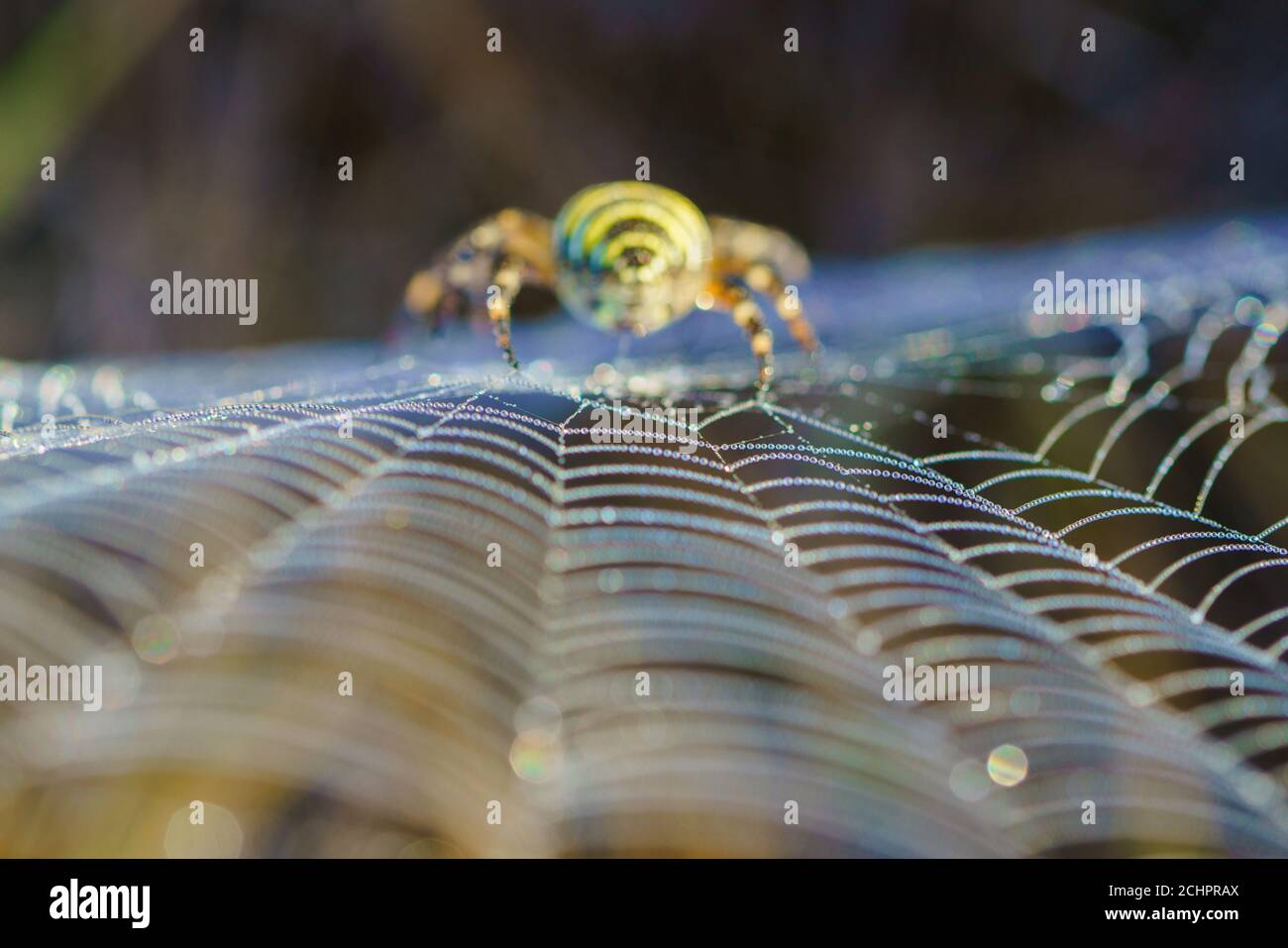 Spinnennetz mit Morgentau mit verdeckter weiblicher Wasp Spider (Argiope bruennichi) im Hintergrund. Stockfoto