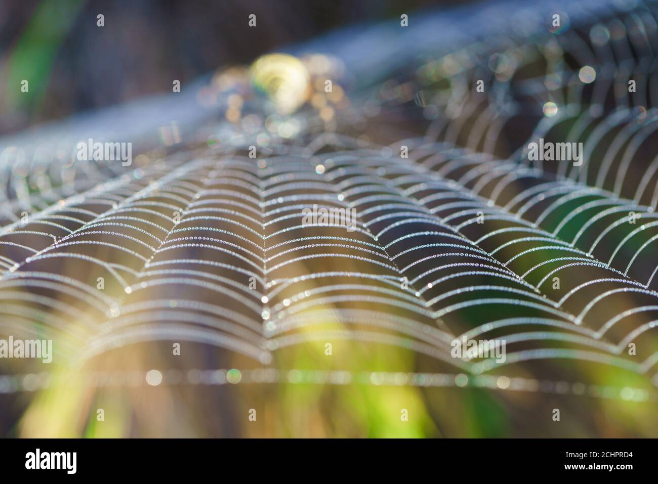 Spinnennetz mit Morgentau mit verdeckter weiblicher Wasp Spider (Argiope bruennichi) im Hintergrund. Stockfoto