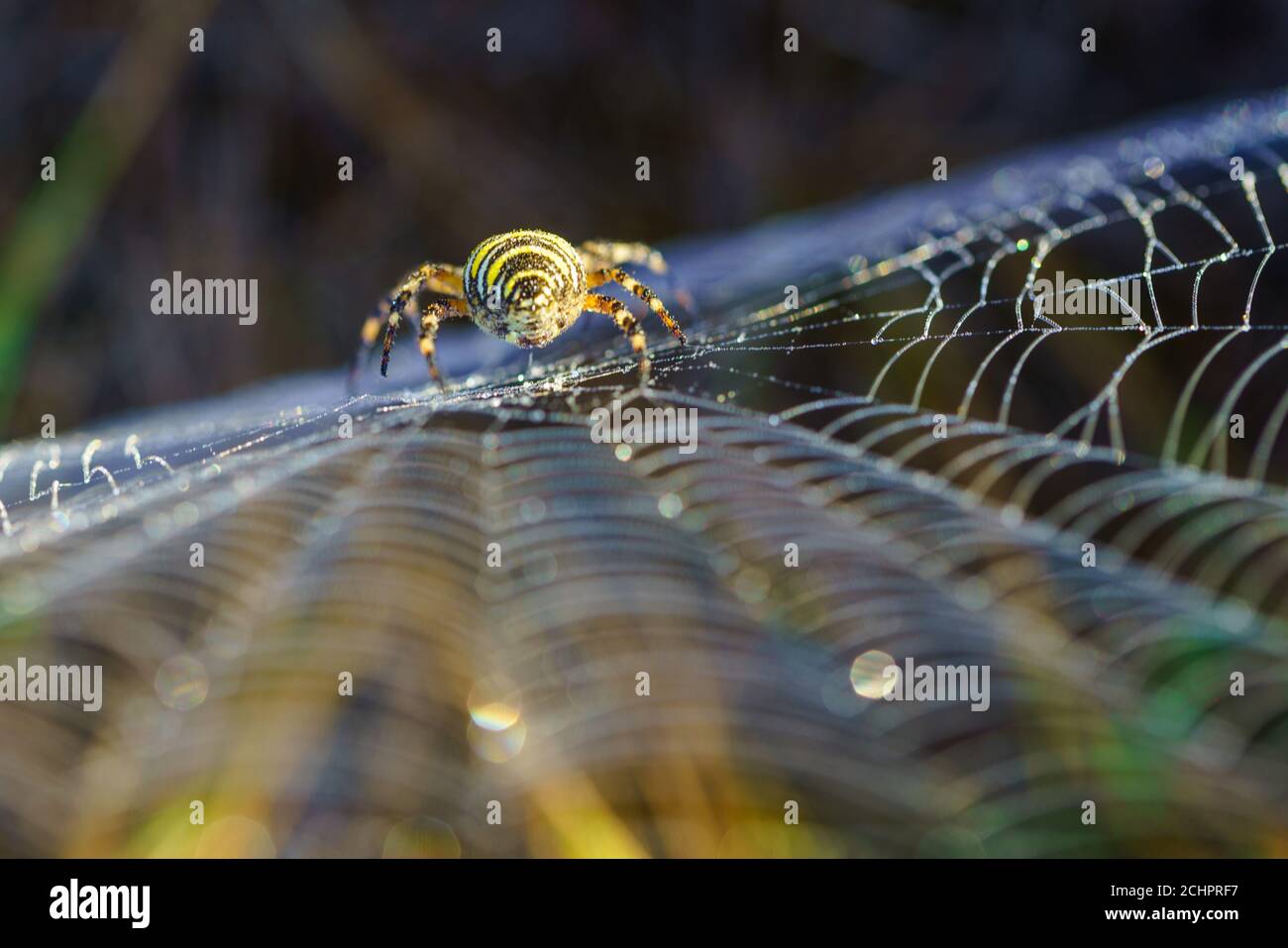 Wespenspinne (Argiope bruennichi) mit Spinnennetz im Vordergrund. Stockfoto