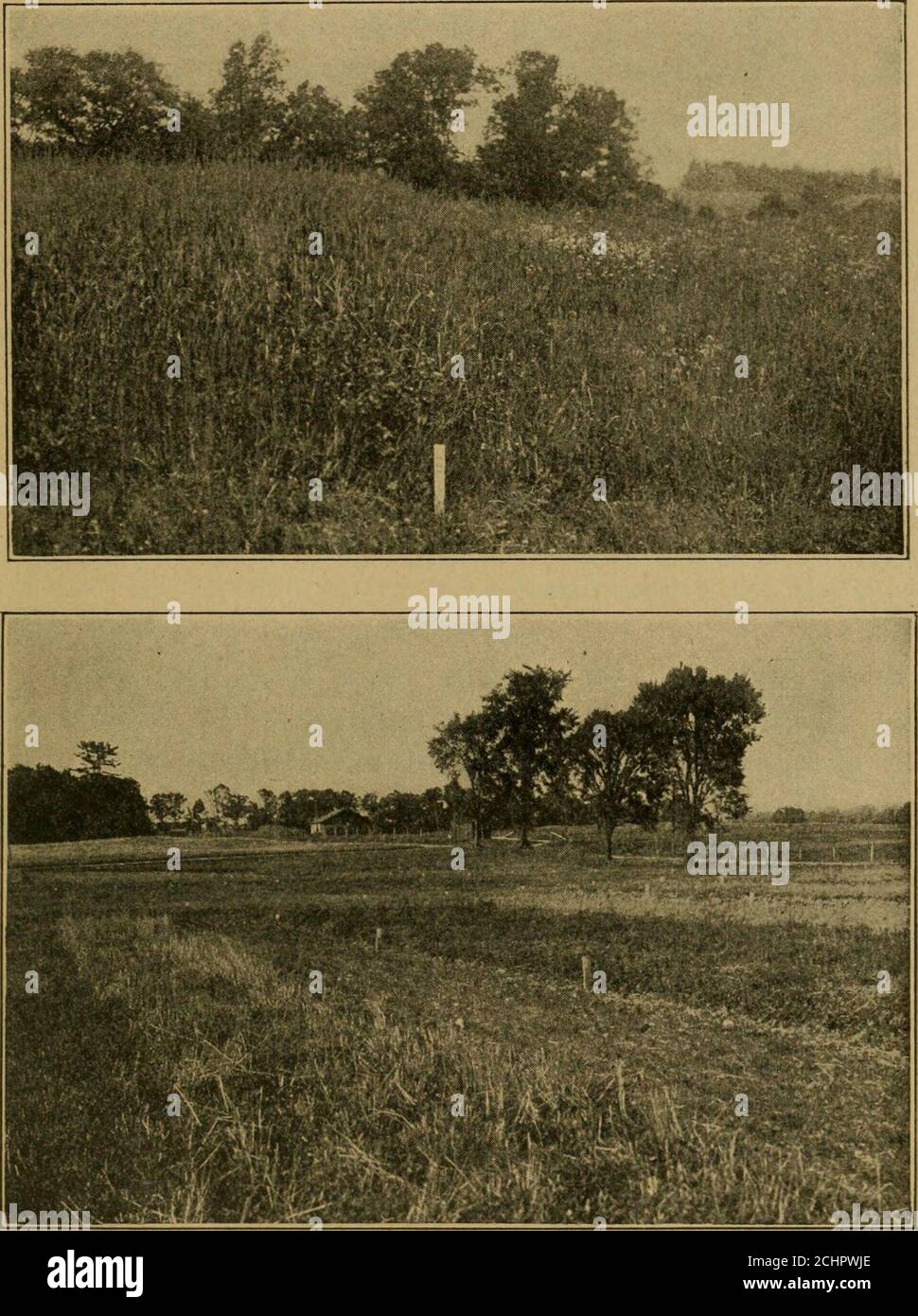 . Böden und Düngemittel. Träger enthalten ca. 15 Prozent Stickstoff, 14 Prozent Phosphorsäure und 48 Prozent Kali. Wenn ein Leguminosen- oder Graskulturen 212 BÖDEN UND DÜNGEMITTEL für den Test verwendet werden, sollte der Dünger entsprechend der in Tabelle 43 angegebenen Öse angepasst werden. Wenn Gras das wichtigste ist kein Dünger Nitrat von Soda 5 Pfund Säurephosphat 15 Pfund Nitrat von Soda 5 Pfund Muriat von Kali 2 Pfund kein Dünger Säurephosphat 15 Pfund Muriat von Kali 2 Pfund Nitrat von Soda 5 Pfund Säurephosphat 15 Pfund Muriat von Kali Kein Dünger Nitrat von Sod Stockfoto