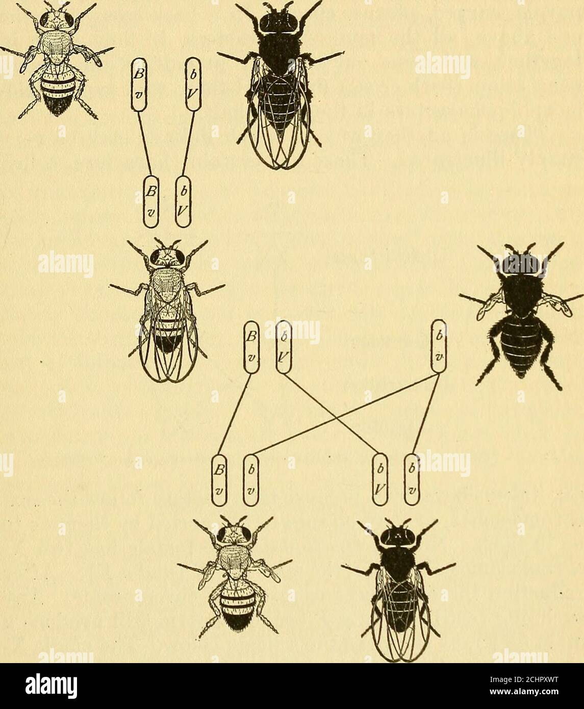 . Die physikalische Grundlage der Vererbung . ndvestigal sind unterschiedliche mutierte Zeichen, das Präzedenzexperiment würde nicht unbedingt zeigen, dass die Char-Acter miteinander verbunden sind, weil das gleiche Ergebnis hätte folgen, wenn schwarz und vestigal waren beide aufgrund der Wirkung eines einzigen Gens. Andere Experimente zeigen jedoch, dass sie unabhängige Charaktere sind. Es ist interessant, das vorhergehende Kreuz mit einem anderen zu vergleichen, in dem Schwarz von einem Elternteil hereinkommt und von dem anderen. Zum Beispiel, wenn eine schwarze Fliege mit langen Flügeln zu einer Wildtyp-Fliege mit vestigalen Flügeln gekreuzt wird (Abb. 34), die F^ Nachkommen w Stockfoto