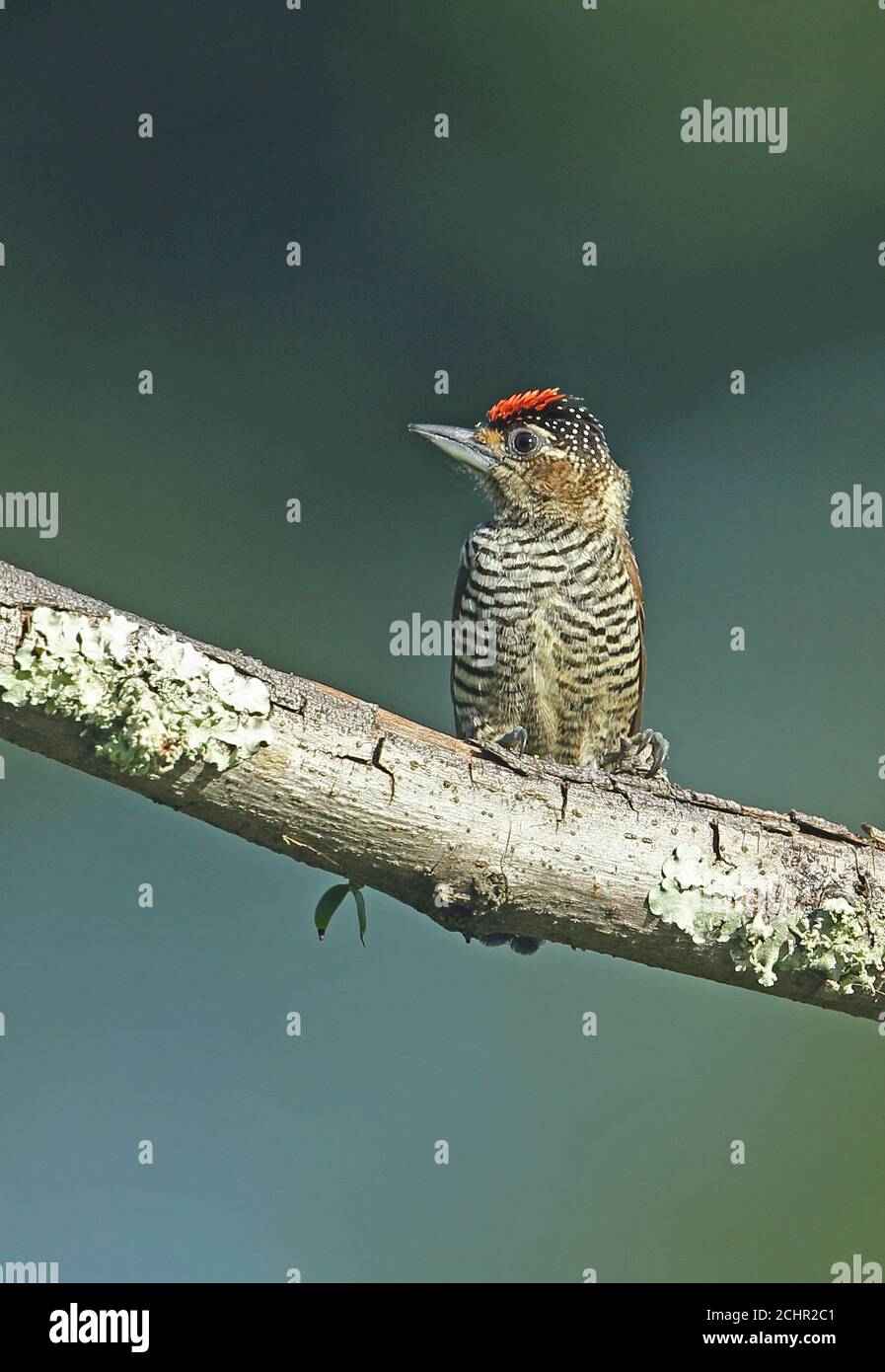 Weißbarriger Piculet (Picumnus cirratus cirratus) erwachsener Rüde, der auf dem Zweig REGUA, Atlantischer Regenwald, Brasilien, thront. Juli Stockfoto