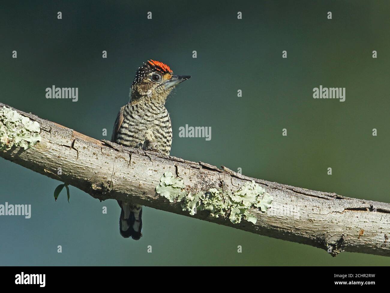 Weißbarriger Piculet (Picumnus cirratus cirratus) erwachsener Rüde, der auf dem Zweig REGUA, Atlantischer Regenwald, Brasilien, thront. Juli Stockfoto