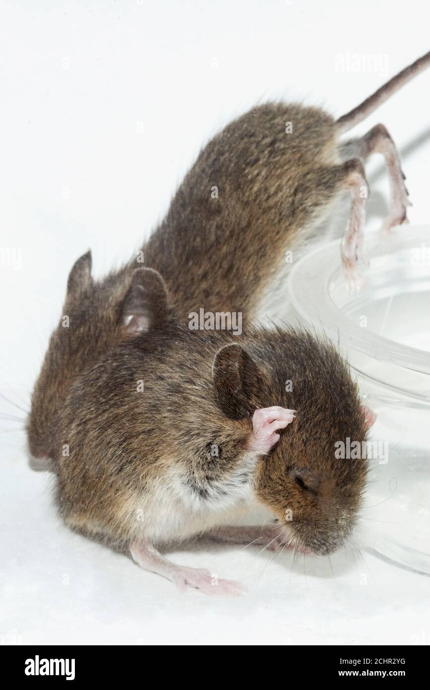 Feldmaus. VEREINIGTES KÖNIGREICH. Stockfoto