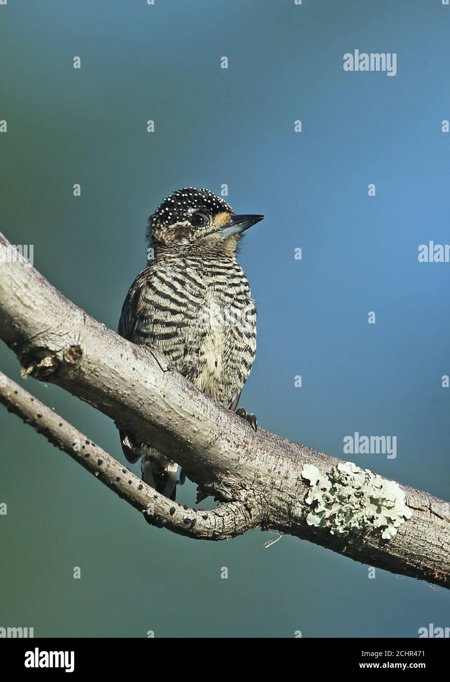 Weißbarriges Piculet (Picumnus cirratus cirratus) erwachsenes Weibchen, das auf dem Zweig REGUA, Atlantischer Regenwald, Brasilien, thront Juli Stockfoto