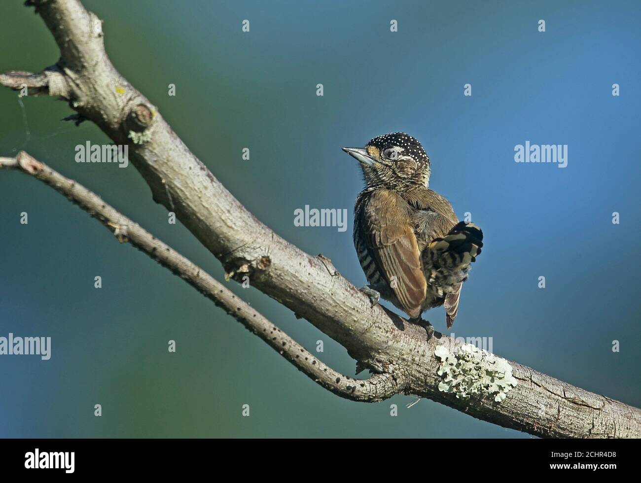 Weißbarred Piculet (Picumnus cirratus cirratus) Erwachsene Weibchen auf Zweig mit Schwanz gespannt REGUA, Atlantic Rainforest, Brasilien Juli Stockfoto