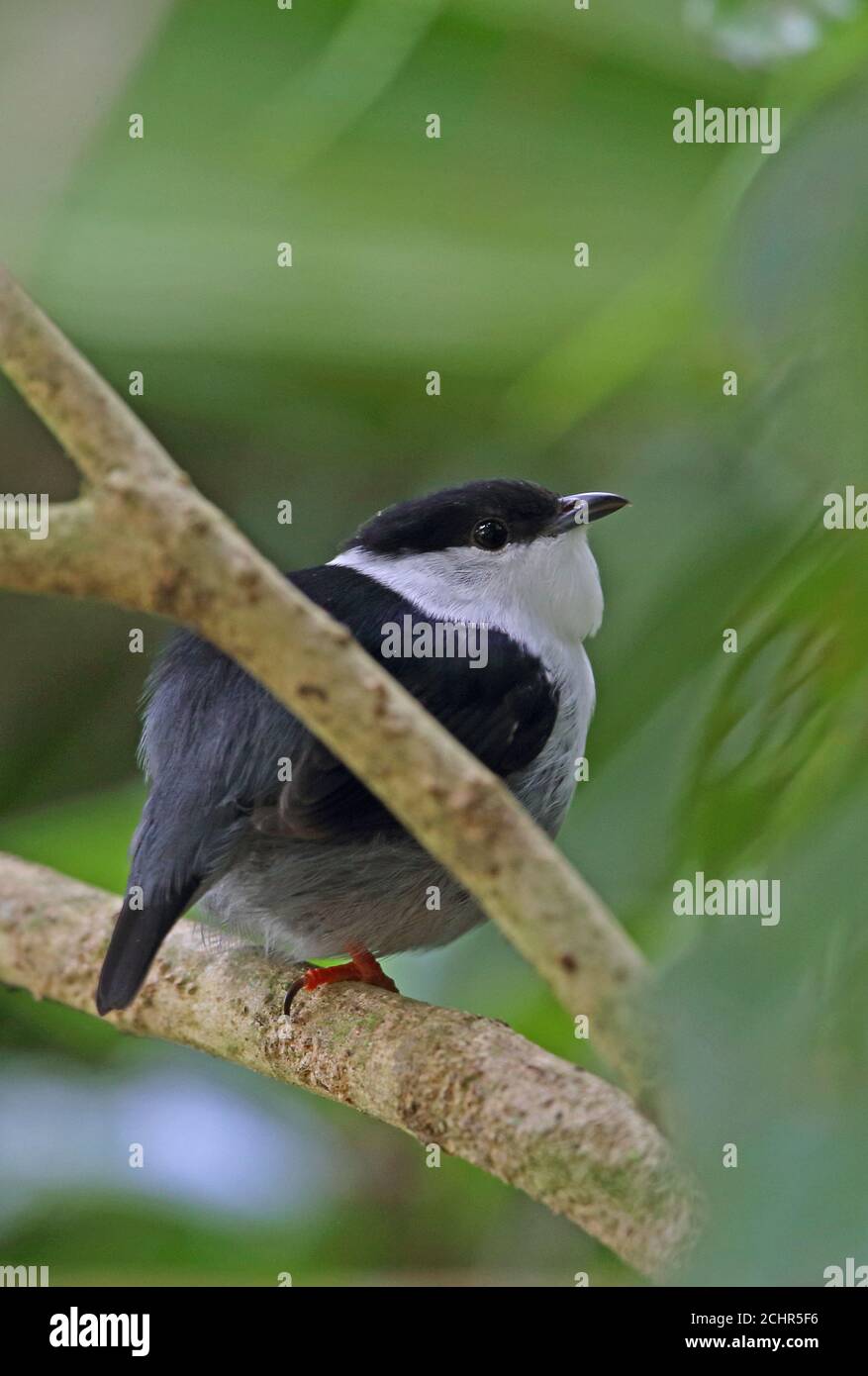 Weißbärtiger Manakin (Manacus manacus guturosus) erwachsener Mann, der auf dem Zweig REGUA, Atlantischer Regenwald, Brasilien, thront Juli Stockfoto Weißbärtiger Manakin (Manacus manacus guturosus) erwachsener Mann, der auf dem Zweig REGUA, Atlantischer Regenwald, Brasilien, thront Juli Stockfoto