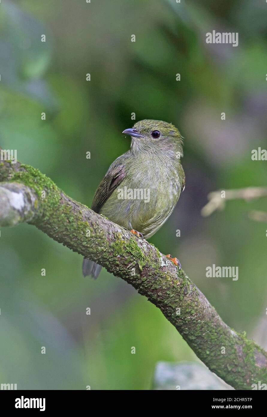 Weißbärtige Manakin (Manacus manacus guturosus) Erwachsene weibliche thront auf Zweig REGUA, Atlantic Rainforest, Brasilien Juli Stockfoto Weißbärtige Manakin (Manacus manacus guturosus) Erwachsene weibliche thront auf Zweig REGUA, Atlantic Rainforest, Brasilien Juli Stockfoto