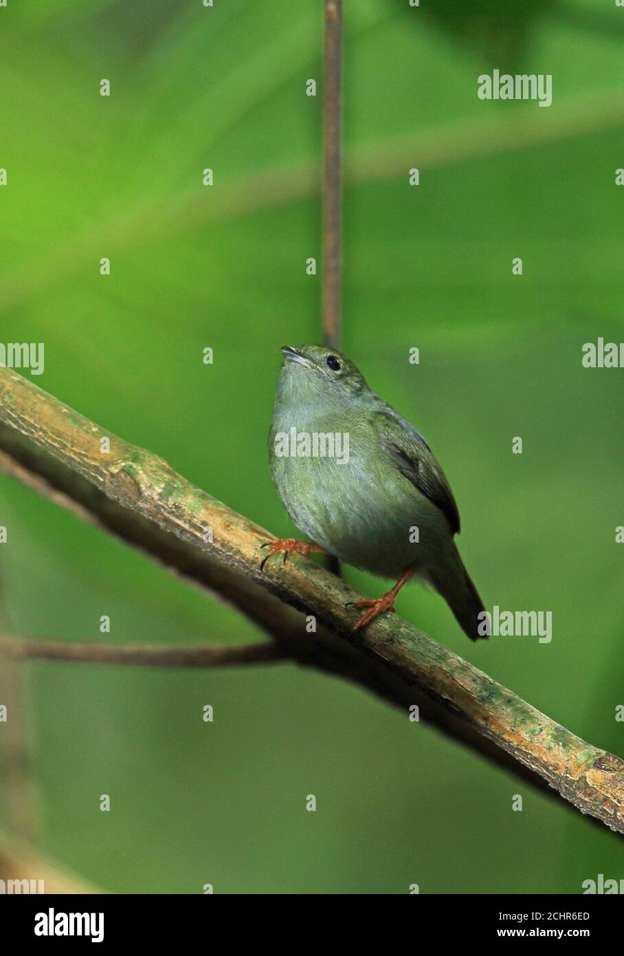 Weißbärtige Manakin (Manacus manacus guturosus) Erwachsene weibliche thront auf Zweig REGUA, Atlantic Rainforest, Brasilien Juli Stockfoto Weißbärtige Manakin (Manacus manacus guturosus) Erwachsene weibliche thront auf Zweig REGUA, Atlantic Rainforest, Brasilien Juli Stockfoto