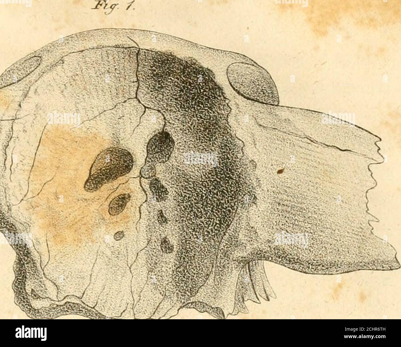 . Annalen des Lyceum of Natural History of New-York. Fiy z. %: -^ sah /•V &lt; .j. WV3 ,?£ ^/^- £ . JjUTi. Von r. M.a.Irick. Der Vereinigten Staaten. 357 ;Jahr, nur die Farben des Kopfes ändernd; das junge Molt-ing fortwährend. Gefieder seidig, elastisch, reichlich mit Daunen vermengtmit. Farben, einschließlich des Schwanzes, immer reines Weiß, mit einem eindeutigen Mantel; Mantel weiß, perlgrau, oder deepslate-schwarz. Jung meliert mit stumpfem Grau und verschiedenen Tintsof bräunlich, verwirrt gefleckt, vorbei an unendlichen Abstufungen; Bill, Füße und Iris, dunkel; Licht im Erwachsenen. Schüchtern : feige außer in Verteidiger Stockfoto