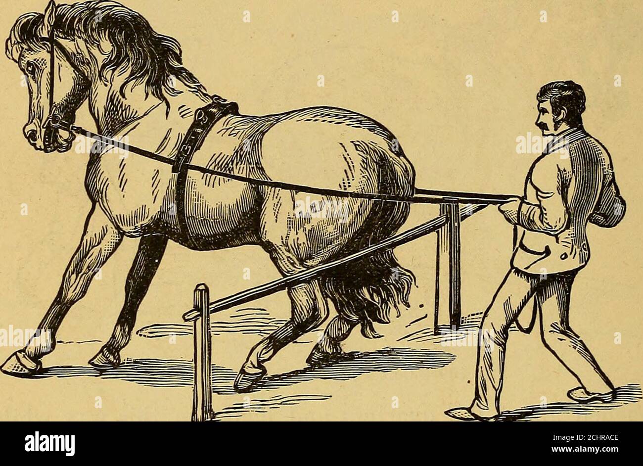 . Die Kunst der Zähmung und Ausbildung des Pferdes .. . nsideways, kann er leicht gelehrt werden, zu stoppen. Um dies zu tun, sagen Whoa ! Scharf, und sofort geben eine leichte, rakingpull auf die Zügel genug hart, um zu zwingen, zu stoppen, dann sofort schlaff. In der Regel versucht das colt zunächst, sich zu bewegen. Lassen Sie ihn ein paar Schritte gehen, dann wiederholen Sie die Hand, und, wie zuvor, ziehen Sie genug hart, um ihn zu stoppen.so wiederholen, bis er lernt zu stoppen und ruhig stehen, wie lange gewünscht. Als nächstes stehen Sie hinter und sagen: Zurück! Und sofort 106 Colt TEAINING. Geben Sie einen scharfen, Rechen Ruck, um ihn ein wenig zurück zu ziehen, und wieder Torfunt Stockfoto