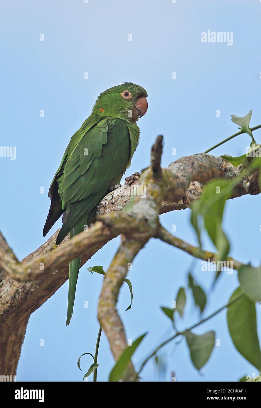 Weißaugen-Sittich (Psittacara leucophthalmus leucophthalmus) Erwachsene thront auf Zweig Atlantic Rainforest, Brasilien Juni Stockfoto