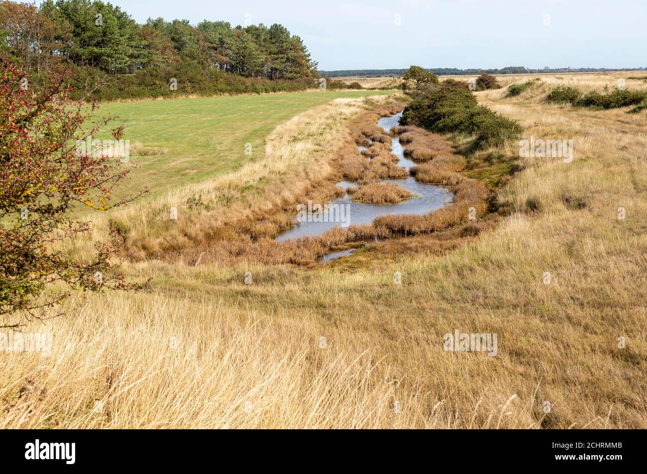 Drainage Graben Feuchtgebiet Vegetation auf Sumpfgebiet in Hollesley, Suffolk, England, Großbritannien Stockfoto