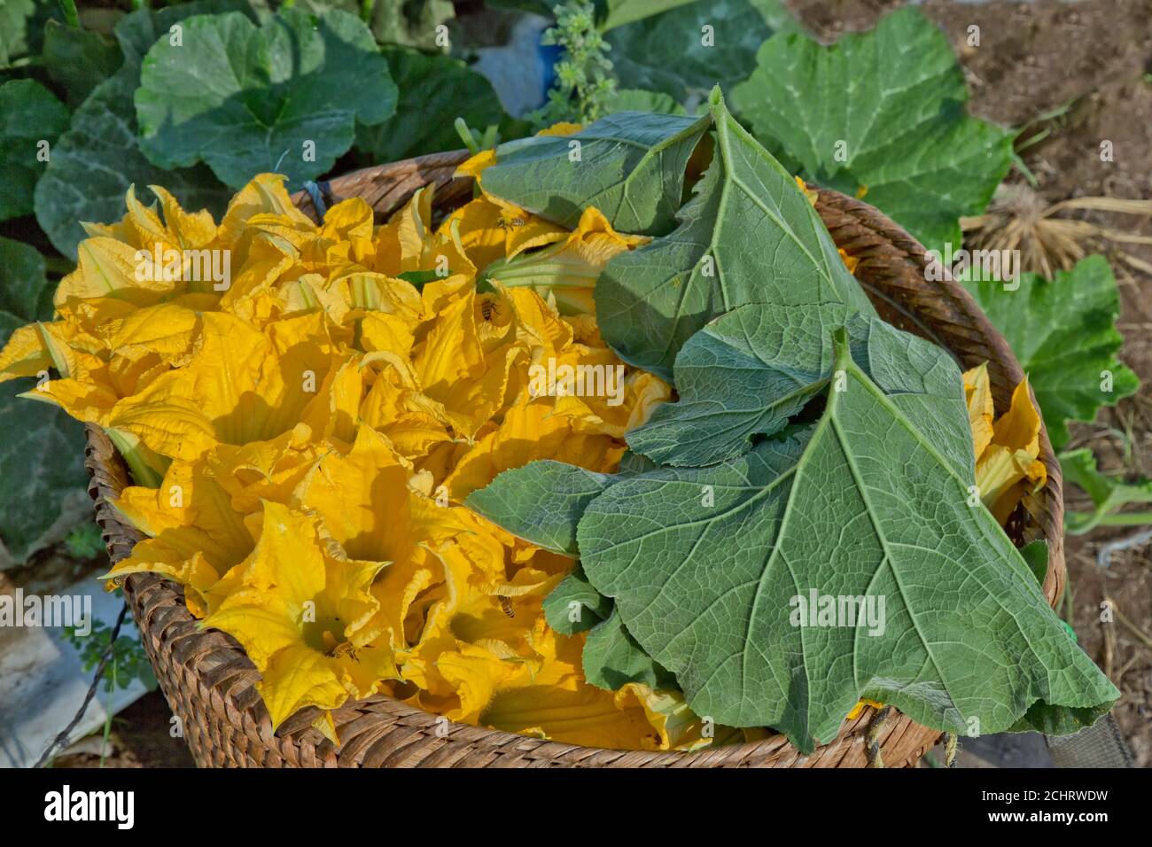 Chinesische Squash 'Cucurbita pepo' männliche Blüten im Erntekorb. Stockfoto