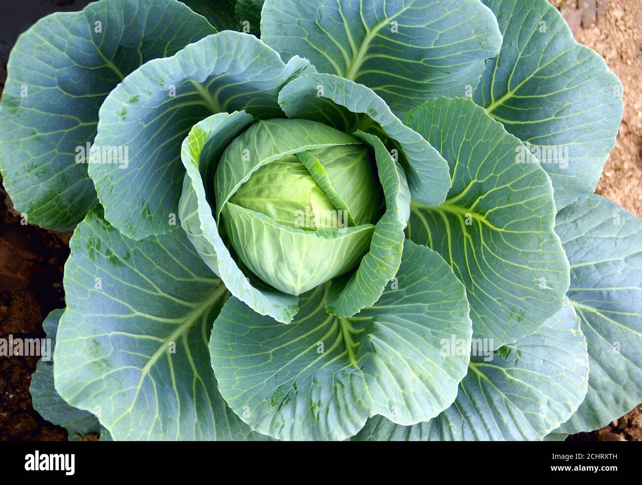 Kohl im Garten. Stockfoto