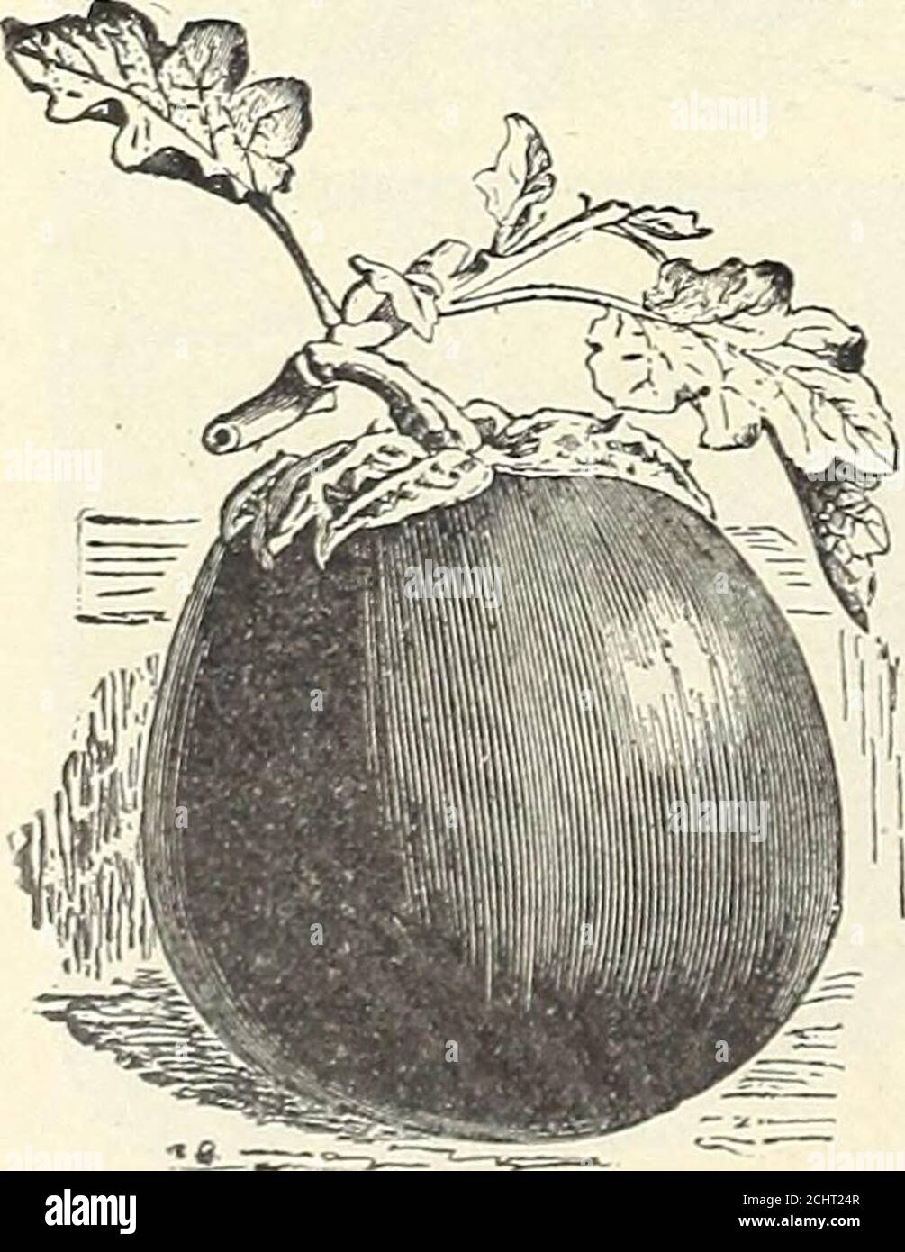 . Alles für den Garten : 1906 . WEISSE CDBLED ENDIVE.. NEUE YOBK RÜCKENLOSE EOO-ANLAGE. CompleteListe der GEMÜSESAMEN. POPCORN, FELDMAIS UND FUTTERMAIS. (Siehe 64 und 66.) KRESSE ODER PFEFFERGRAS. Extra Gewellt. Knackige, scharfe Blätter, fein geschnitten und ornamental; als Akondiment und zum Garnieren verwendet; schnellwüchsig, Zwerg und kompaktes Hochland. Die Blätter und ihr Geschmack ähneln etwas denen von Wasser-Kresse, obwohl diese Art in trockenen Böden gelingt, und ist langsam im Lauf zu Samen..... Amerikanische oder Land WASSERKRESSE. Sehr geschätzt für Salate und Garnitur. Sie muss entlang feuchter Ufer erwachsen Stockfoto