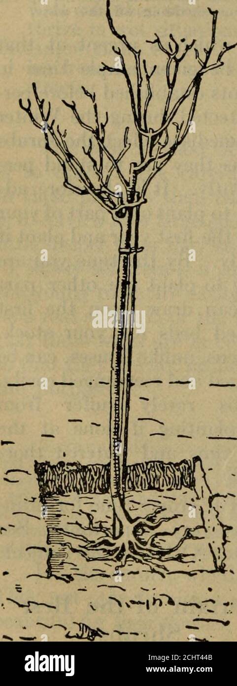 . Gartenführer; das Handbuch für Hobbygärtner. Reich illustriert mit über 275 Lehrplänen und Diagrammen und reproduzierten Fotografien, die alle eigens für dieses Standardtextbuch angefertigt wurden. F Syringa vulgaris, der GartenFlieder, Ende Mai blühend: Single – Marie Le Graye, weiß; CharlesX, rosiger Flieder; Frau Bertha Dammann, weiß; Ludwig Spaeth, deeplilafarot; Gloire des Moulins, rosiger Hlac; Alba grandiflora, weiß.Doppel-Mme. Lemoine, weiß; Miss Ellen Willmot, weiß; La TourdAuvergne, violett-violett; Mme. Casimir-Perier, cremig weiß; Presi-Dent Grevy (semi-double), bläulicher Lavendel; Antoine Buch Stockfoto