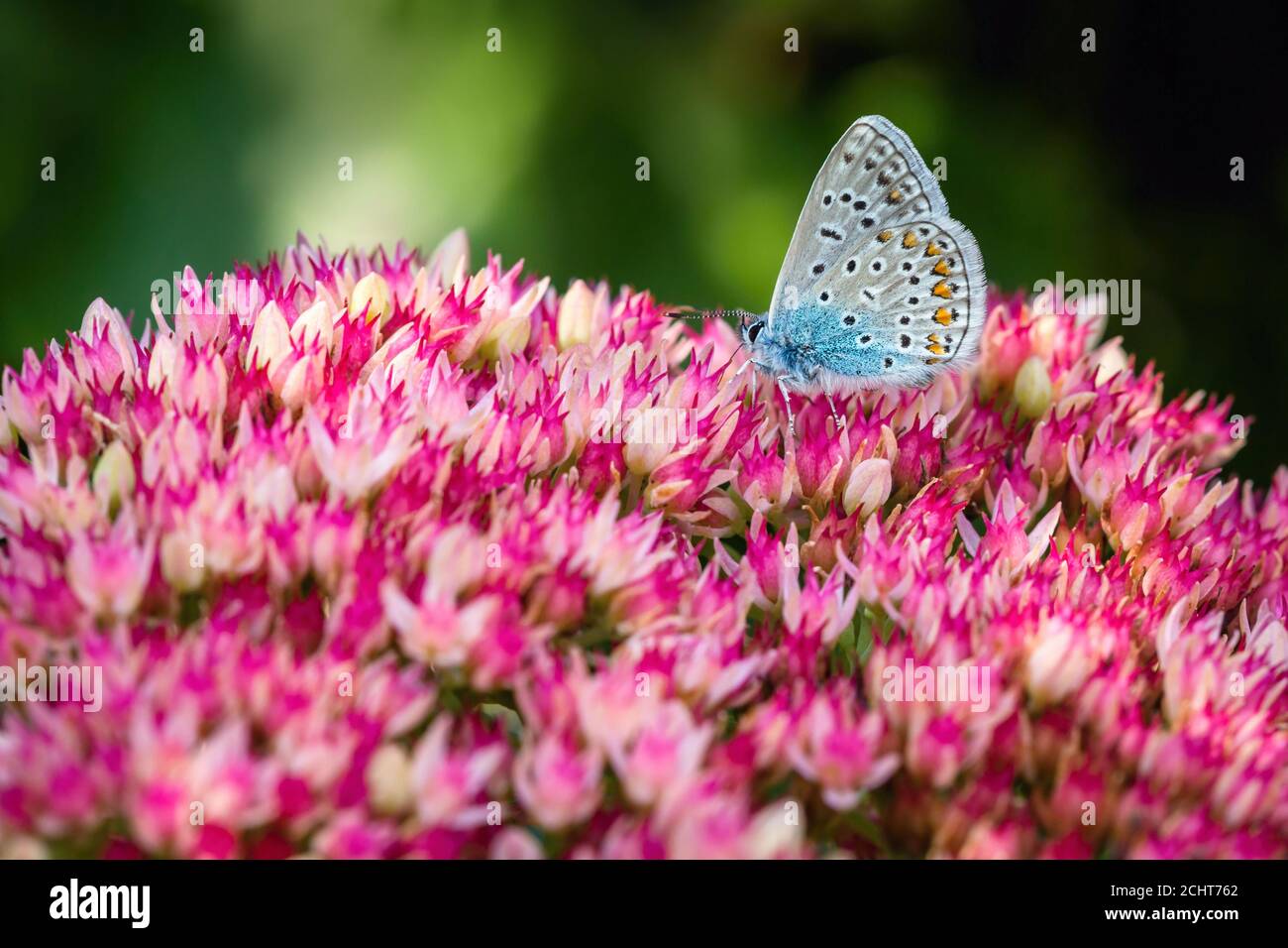 Nahaufnahme Bild des gewöhnlichen blauen Schmetterlings mit orange, braun, weiß und grau Farben und schwarze Flecken sitzen auf rosa Blume wachsen in einem Garten. Stockfoto